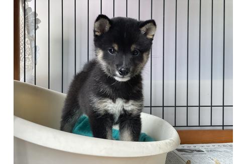 成約済の岡山県の豆柴-126635の8枚目