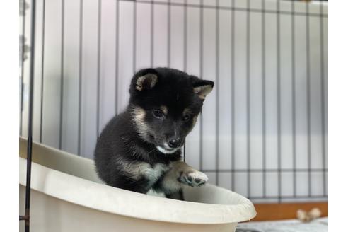 成約済の岡山県の豆柴-126635の7枚目