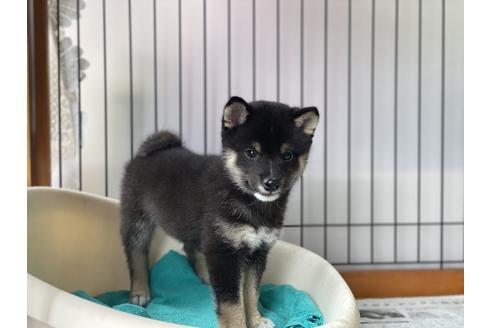 成約済の岡山県の豆柴-126635の6枚目