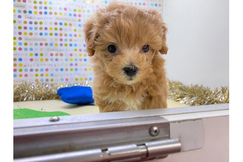 岡山県でミックス犬の子犬を探す ブリーダーナビ 岡山県でミックス犬の子犬を探す ブリーダーナビ
