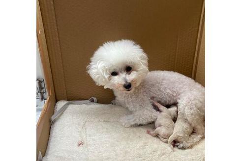 成約済の山梨県のトイプードル-133545の1枚目