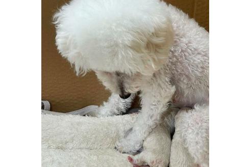 成約済の山梨県のトイプードル-133545の2枚目