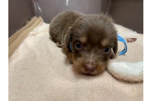 成約済の愛媛県のミニチュアダックスフンド(ロングヘアード)-133551の1枚目