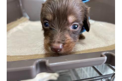 成約済の愛媛県のミニチュアダックスフンド(ロングヘアード)-133551の4枚目