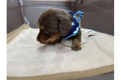 成約済の愛媛県のミニチュアダックスフンド(ロングヘアード)-133551の3枚目