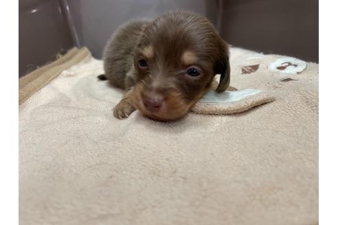 成約済の愛媛県のミニチュアダックスフンド(ロングヘアード)-133559の3枚目