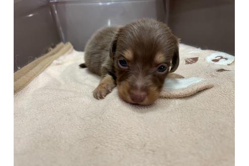 成約済の愛媛県のミニチュアダックスフンド(ロングヘアード)-133559の2枚目