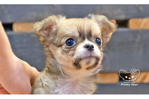 成約済の愛知県のチワワ(ロングコート)-131424