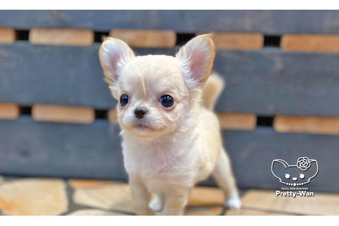 成約済の愛知県のチワワ(ロングコート)-131423の2枚目