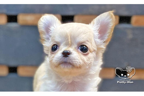 成約済の愛知県のチワワ(ロングコート)-131423