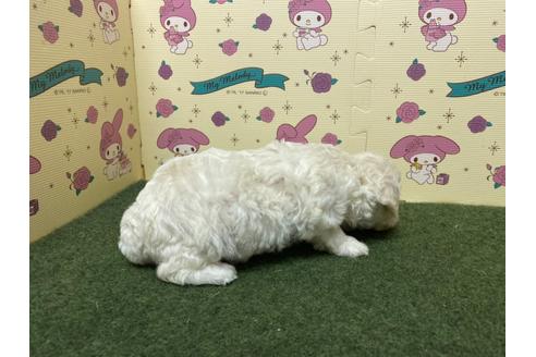 成約済の栃木県のミックス犬-132953の5枚目