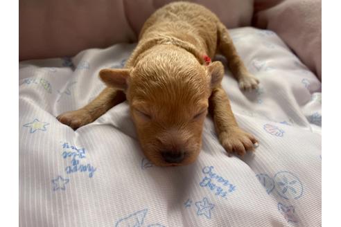 成約済の千葉県のタイニープードル-132725の21枚目