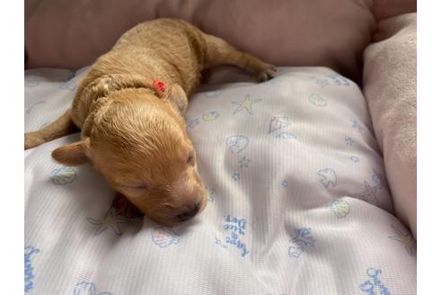 成約済の千葉県のタイニープードル-132725の21枚目