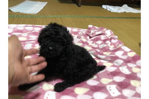 成約済の青森県のミニチュアプードル-133647の1枚目