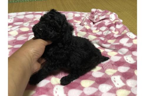 成約済の青森県のミニチュアプードル-133647の4枚目