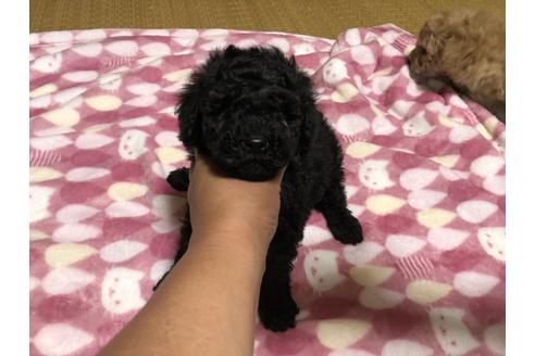 成約済の青森県のミニチュアプードル-133647の2枚目