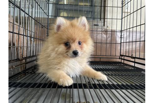 成約済の愛媛県のポメラニアン-129121の1枚目