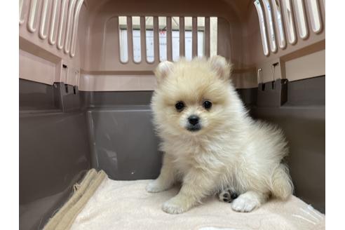 成約済の愛媛県のポメラニアン-131538の5枚目