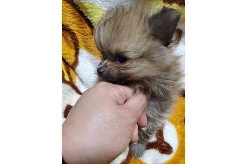 成約済の京都府のポメラニアン-133665の3枚目