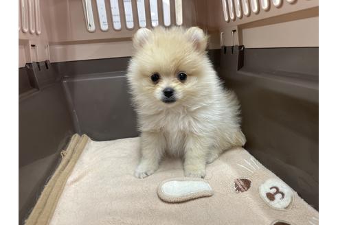 成約済の愛媛県のポメラニアン-131538の4枚目
