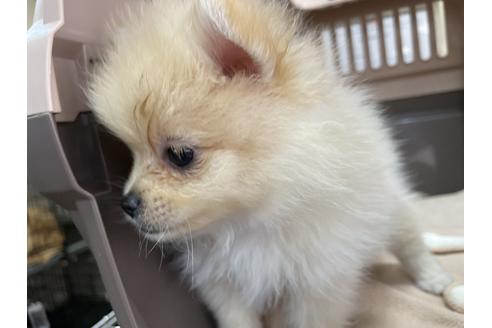 成約済の愛媛県のポメラニアン-131538の3枚目