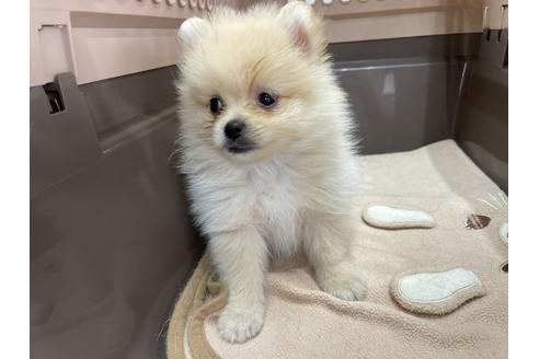 成約済の愛媛県のポメラニアン-131538の2枚目