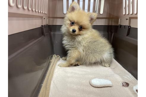 成約済の愛媛県のポメラニアン-131531