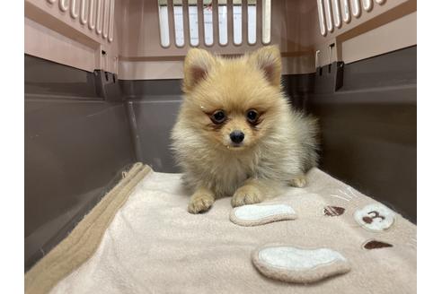 成約済の愛媛県のポメラニアン-131531の3枚目