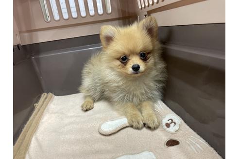 成約済の愛媛県のポメラニアン-131531の2枚目