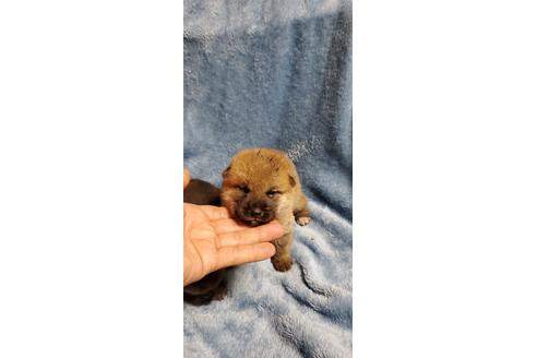 成約済の福岡県の柴犬-133688の3枚目
