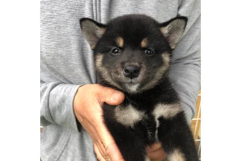 黒柴 黒の柴犬 の子犬を探す ブリーダーナビ 黒柴 黒の柴犬 の子犬を探す ブリーダーナビ