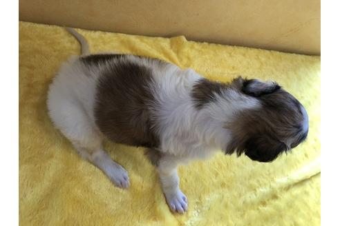 成約済の京都府のボルゾイ-133702の4枚目