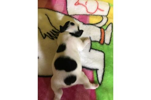 成約済の佐賀県のフレンチブルドッグ-133710の2枚目
