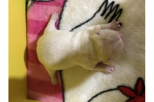 成約済の佐賀県のフレンチブルドッグ-133713の3枚目