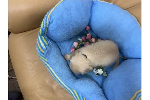 成約済の栃木県のミニチュアダックスフンド(ロングヘアード)-133745の4枚目