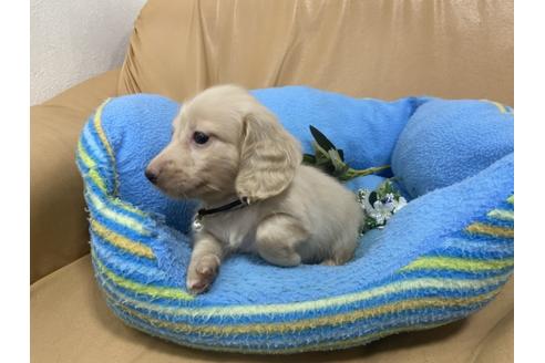 成約済の栃木県のミニチュアダックスフンド(ロングヘアード)-133745の3枚目