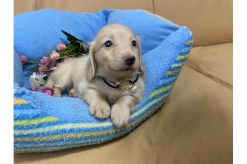 成約済の栃木県のミニチュアダックスフンド(ロングヘアード)-133745の2枚目