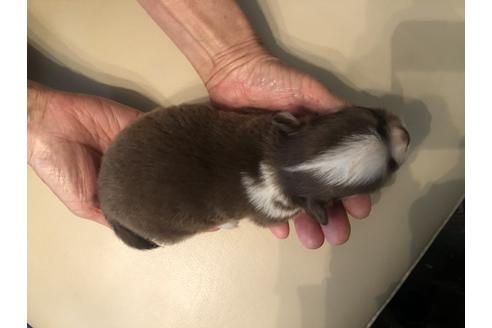 成約済の福岡県のチワワ(ロングコート)-133744の3枚目
