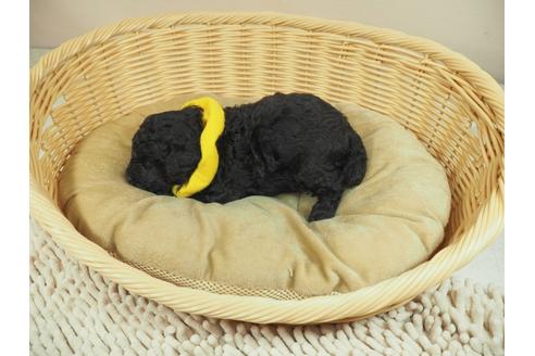 成約済の埼玉県のタイニープードル-133758の3枚目