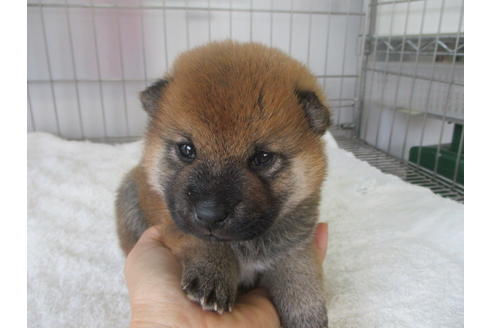 成約済の岡山県の柴犬-133757の1枚目