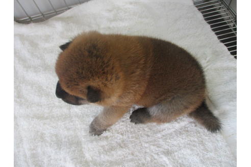 成約済の岡山県の柴犬-133757の5枚目