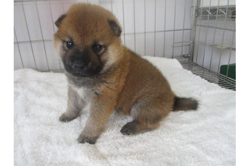 成約済の岡山県の柴犬-133757の4枚目