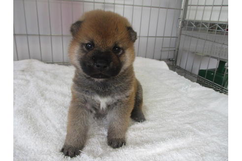 成約済の岡山県の柴犬-133757の3枚目