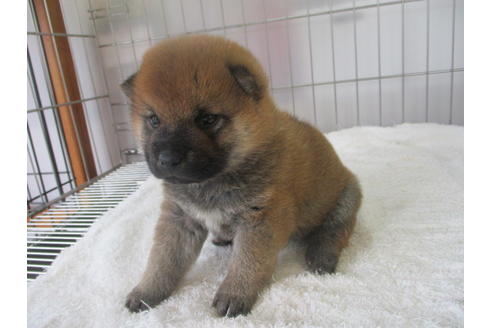 成約済の岡山県の柴犬-133757の2枚目