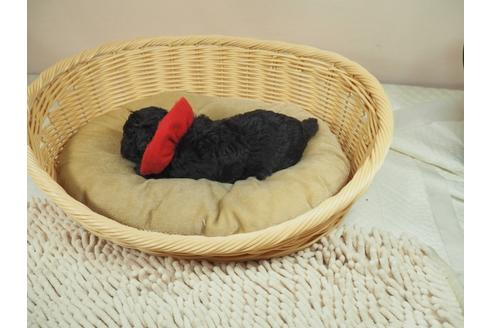 成約済の埼玉県のタイニープードル-133761の3枚目