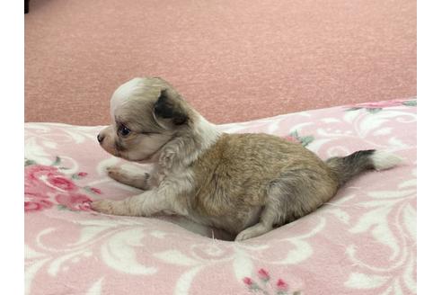 成約済の香川県のチワワ(ロングコート)-133762の4枚目