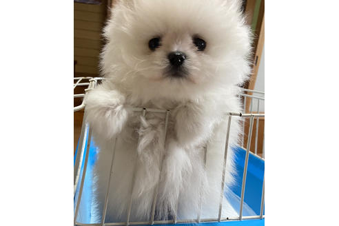 成約済の静岡県のポメラニアン-129169