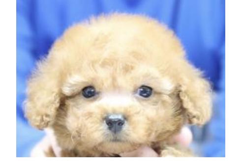 成約済の静岡県のトイプードル-132173の1枚目