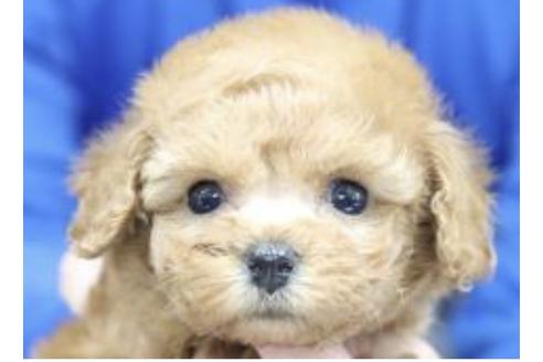 成約済の静岡県のトイプードル-132172