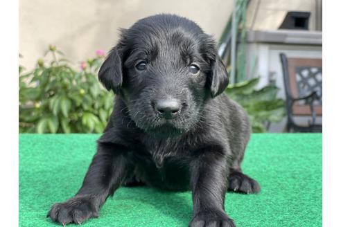 子犬